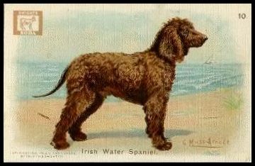 J14 10 Irish Water Spaniel.jpg